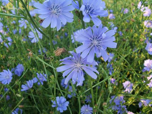 http://www.edenkert.hu/konyhakert/gyogynovenyek/mezei-katang-cichorium-intybus-k