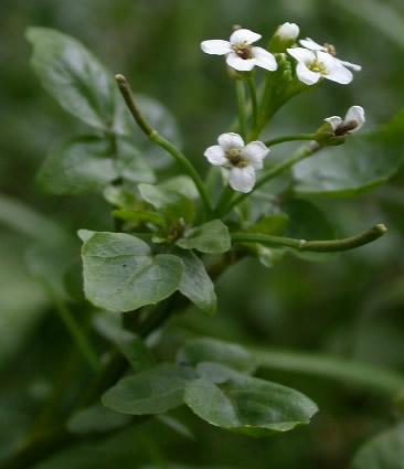 http://www.plant-identification.co.uk/skye/cruciferae/nasturtium-officinale.htm