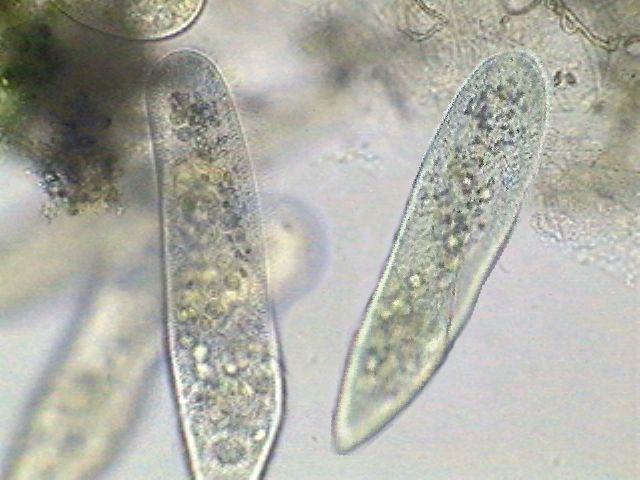 http://www.microscopy-uk.org.uk/mag/imgdec02/paramecium.jpg