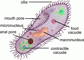 Paramecium
