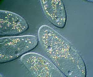 http://facultyfp.salisbury.edu/rdroyer/thunt/protist.htm