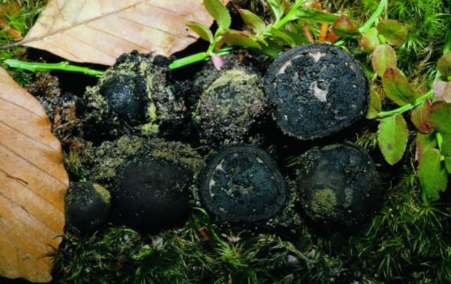 Patinás álszarvasgomba, Elaphomyces leveillei