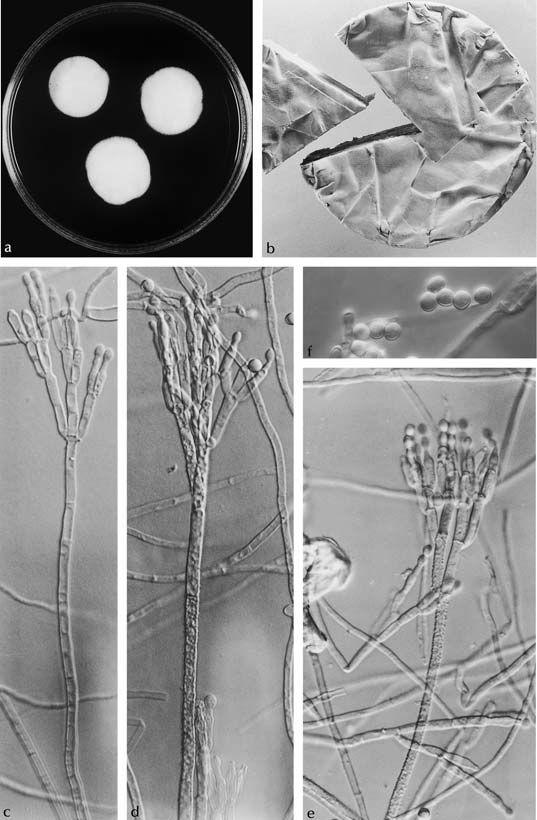 Penicillium camemberti