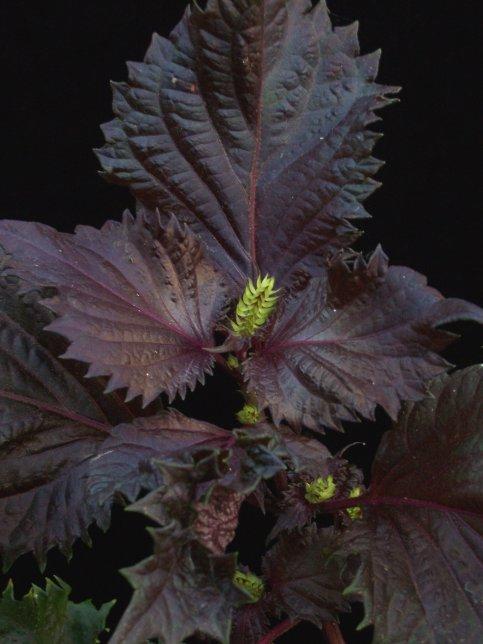 http://www.plantoftheweek.org/week427.shtml