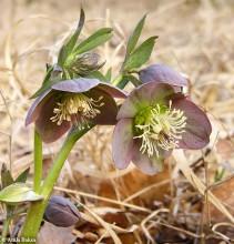 http://www.greenmania.eu/knowledge-base/endangeredspecies/piroslo-hunyor-hellebo