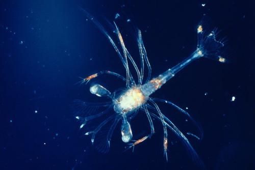 plankton 