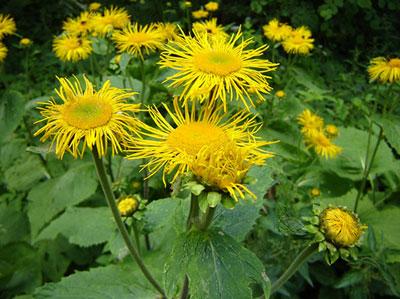 http://naturalwellnesseducation.com/Flower%20Essence%20Therapy.htm
