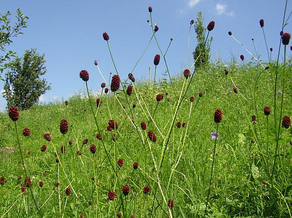 http://botany.cz/en/sanguisorba-officinalis/