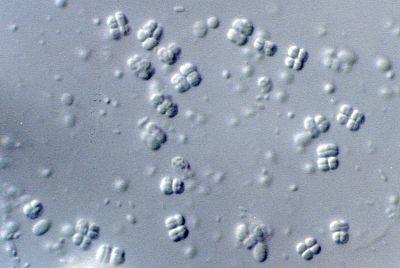 Sarcina sp.