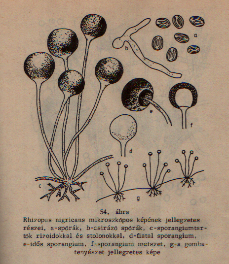 Rhizopus nigricans részei