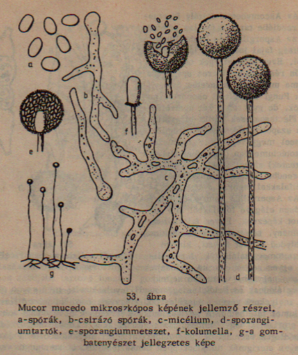Mucor mucedo részei