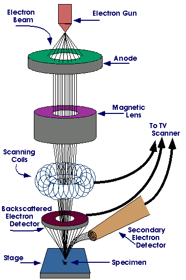 Scanning electron microscope