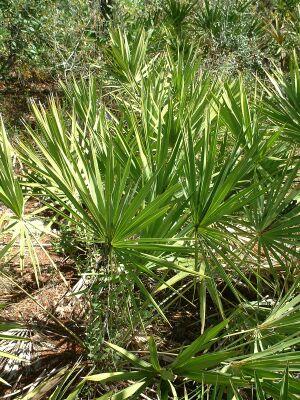http://upload.wikimedia.org/wikipedia/commons/c/c6/SawPalmetto.jpg