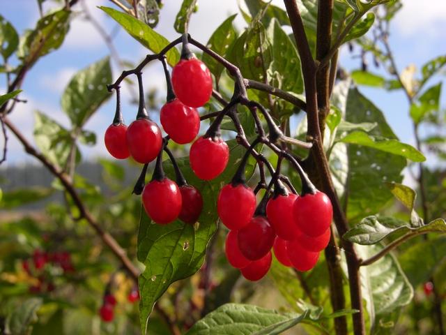 http://www.biopix.com/photo.asp?photoid=27501&photo=solanum-dulcamara