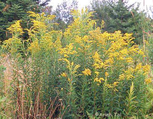 Kanadai aranyvessző (Solidago Canadensis)