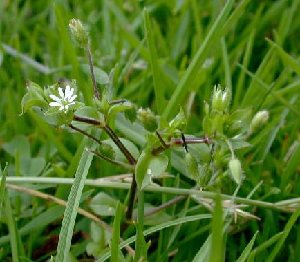 http://www.plant-identification.co.uk/skye/caryophyllaceae/stellaria-media.htm