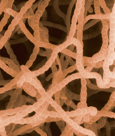 Streptomyces griseus