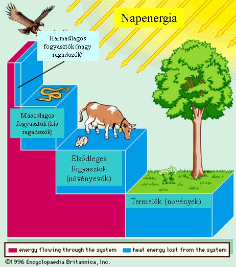 Szárazföldi tápláléklánc