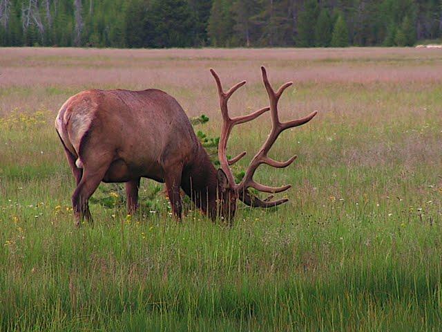 http://m.blog.hu/sa/saltlakecity/image/yellowstone/szarvas1.JPG