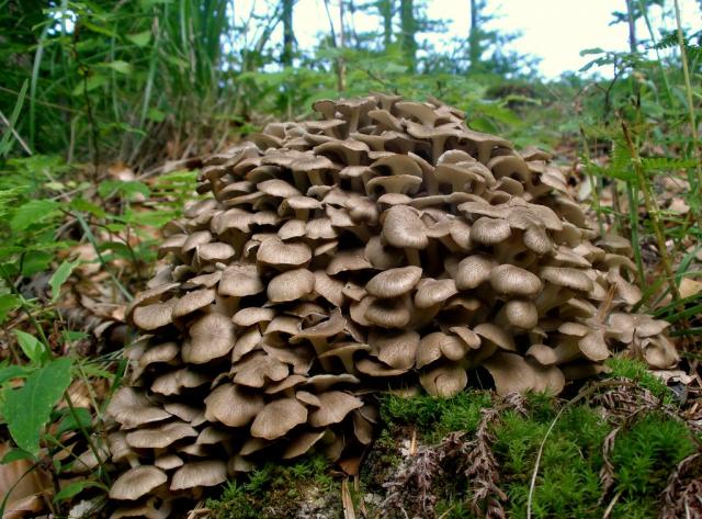 Tüskegomba, Polyporus umbellatus