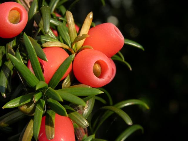 http://www.biopix.com/photo.asp?photoid=18913&photo=taxus-baccata