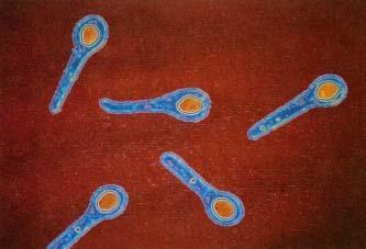 http://www2.cedarcrest.edu/academic/bio/hale/bioT_EID/lectures/tetanus-pathogen.