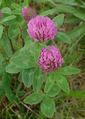 http://wildflowersofedinburgh.weebly.com/red-clover-trifolium-pratense.html