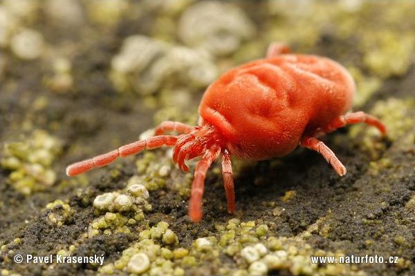 Trombidium holosericeum (piros bársonyatka)