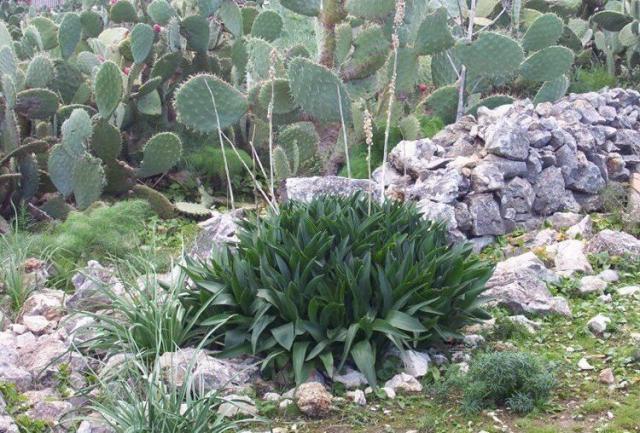 http://luirig.altervista.org/schedeit/pz/urginea_maritima.htm