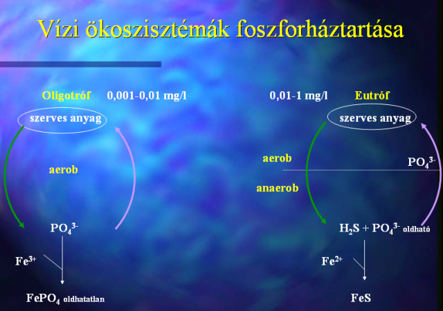 Foszforháztartás