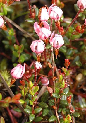 http://www.ac-besancon.fr/crdp/flore/Ericaceae/especes/vaccinium_oxycoccos.htm