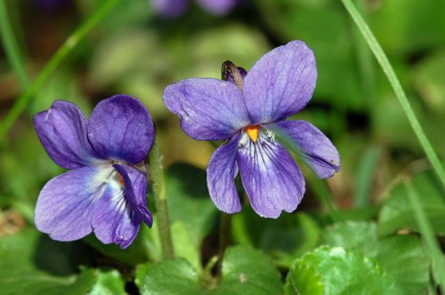 http://rockydale.wordpress.com/2009/04/20/whats-blooming-4/viola-odorata/