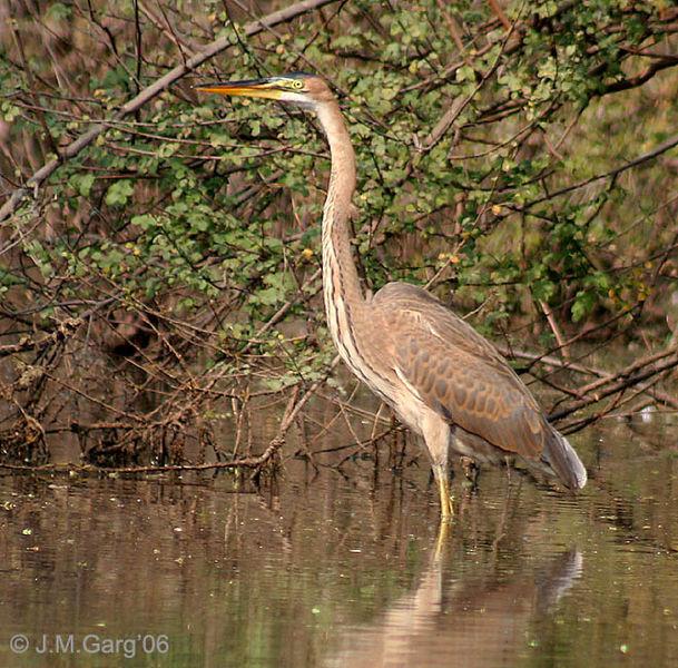 Ardea purpurea