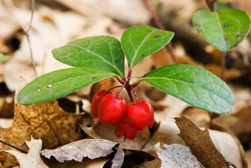 http://www.viable-herbal.com/images/herbs/wintergreen-isp.jpg