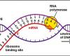 http://www-math.mit.edu/~lippert/18.417/lectures/01_Intro/Pictures/1000000000000