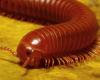 Millipede