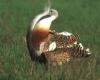 Great Bustard (Otis tarda)