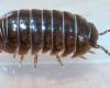 Armadillidium vulgare