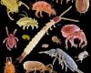 http://macromite.wordpress.com/2009/04/29/a-menagerie-of-microarthropods/