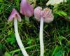 Rózsaszínű nedűgomba, Hygrocybe calyptriformis