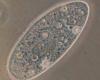 Paramecium aurelia