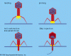 http://www.britannica.com/EBchecked/topic-art/630244/696/Schematic-structure-of-