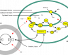 Biohydrogen