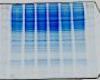 Western blot