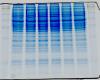 Western blot