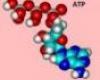 ATP (adenozin-trifoszfát)