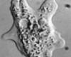 Acanthamoeba castellanii