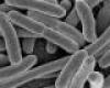Azotobacter