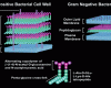 http://www.sigmaaldrich.com/img/assets/22940/Bacterial_Cell_Lysis.gif