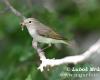 Bonelli-füzike
